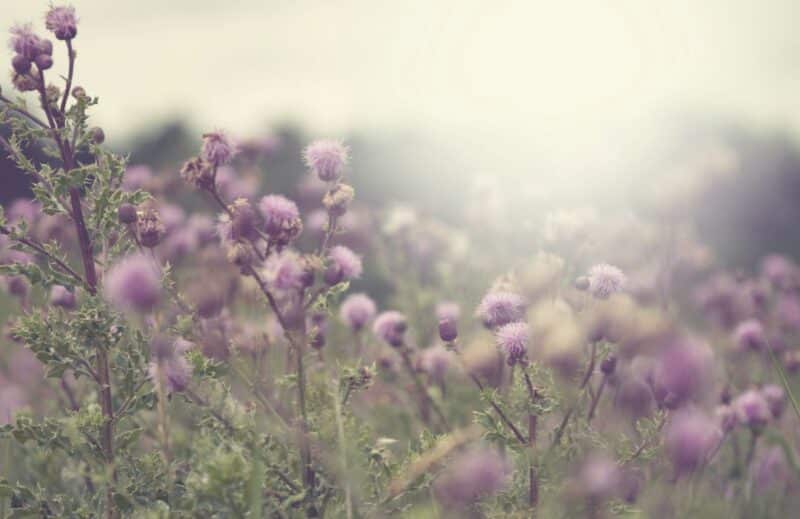 Ogaenics-moodbilder-the-purist-bio-kraeuter-herbal-komplex-leber-stoffwechsel-cleanse-mariendistel Ogaenics-moodbilder-the-purist-bio-kraeuter-herbal-komplex-leber-stoffwechsel-cleanse-mariendistel