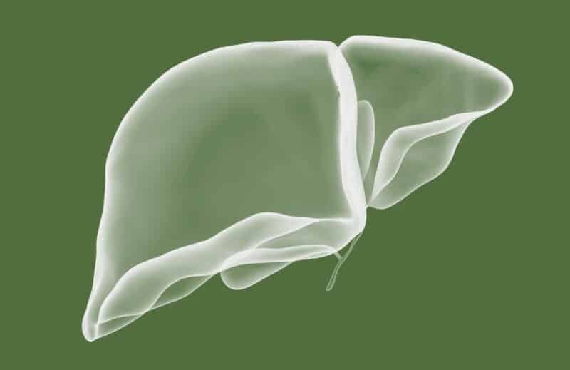 Ogaenics-PDP_Moodbilder-Bio-Mariendistel-Bio-silymarin-liver-metabolism-hormones (2) Ogaenics-PDP_Moodbilder-Bio-Mariendistel-Bio-silymarin-liver-metabolism-hormones (2)