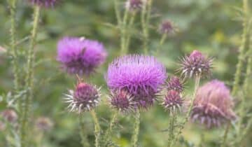 Mariendistel Wirkung: Heilpflanze für die Leber