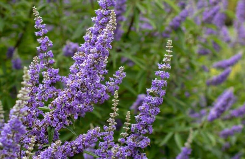 Ogaenics-PDP_Moodimages-organic-chaste-tree-cycle-pms-menstruation (7) Ogaenics-PDP_Moodimages-organic-chaste-tree-cycle-pms-menstruation (7)