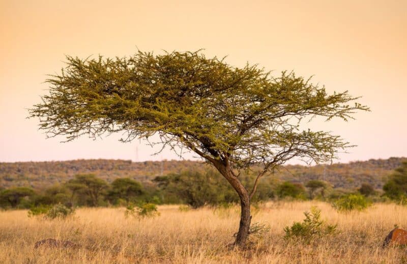 Ogaenics-PDP_Moodimages-organic-chaste-tree-cycle-pms-menstruation-acacacia-fiber-inavea Ogaenics-PDP_Moodimages-organic-chaste-tree-cycle-pms-menstruation-acacacia-fiber-inavea