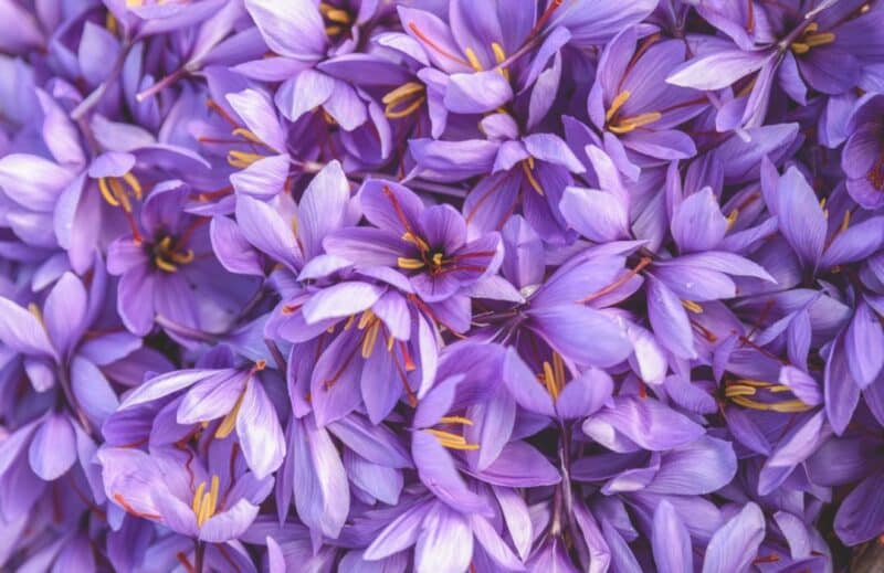 Ogaenics-Safran-Deluxe-Bio-SafrInside-Safran-Saffron-Nahrungsergaenzung (11) Ogaenics-Safran-Deluxe-Bio-SafrInside-Safran-Saffron-Nahrungsergaenzung (11)