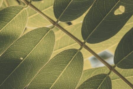 wie-kann-unser-amla-extrakt-immer-gleich-viel-vitamin-c-liefern