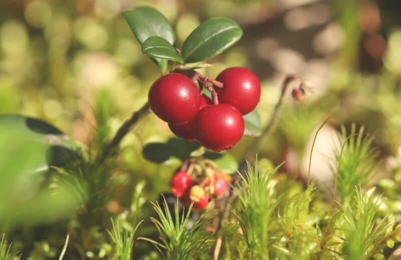 Ogaenics-PDP_Moodbilder-Cranberry-Deluxe-Organic-Exocyan-Cranberry-Extract-50-PAC-Bladder-Women-Harvest (1) Ogaenics-PDP_Moodbilder-Cranberry-Deluxe-Organic-Exocyan-Cranberry-Extract-50-PAC-Bladder-Women-Harvest (1)